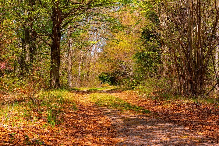 forest