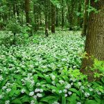wild garlic