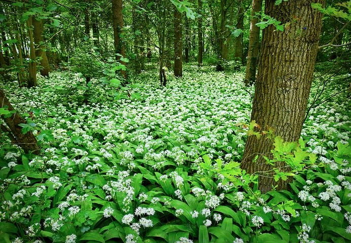 wild garlic