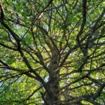 what do trees say
